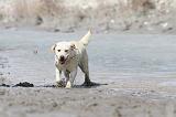 LABRADOR 532